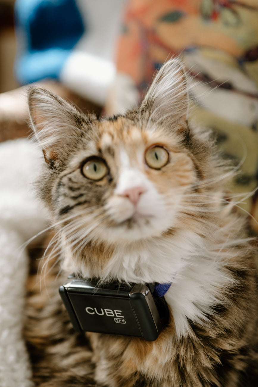 Cube GPS Tracker, Ultimate Real-Time Tracking | Cube Tracker